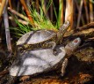 Donaudelta Schildkröte